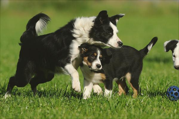 边境牧羊犬图片