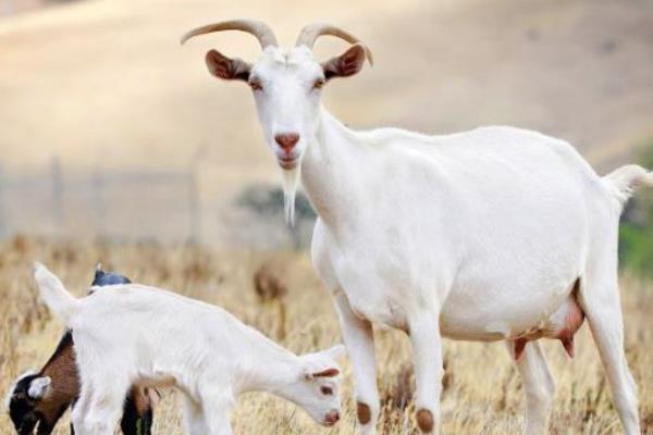 白山羊市场价格多少钱一只 白山羊养殖技术