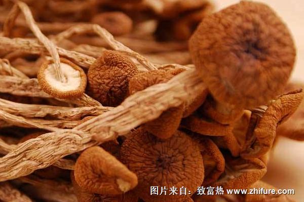 2018种茶树菇<a href=https://www.dadasou.com/news/93887.html target=_blank class=infotextkey>赚钱</a>吗？茶树菇<a href=https://www.dadasou.com/ny/zhongzhi/ target=_blank class=infotextkey>种植</a>的利润与投资成本及前景预测