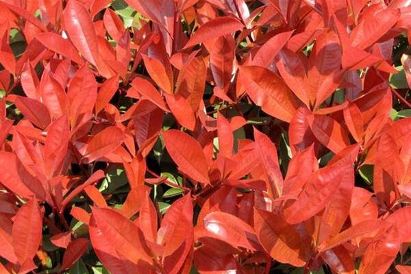 红叶石楠扦插繁殖方法 红叶石楠怎么修剪枝叶