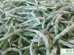 芸豆萎蔫病的认识和防治