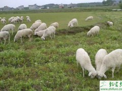 养殖湖羊之种公羊饲养管理操作规程