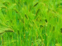 干旱地区适合种植什么