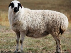 母羊不发情怎么办,繁殖母羊的饲养技术