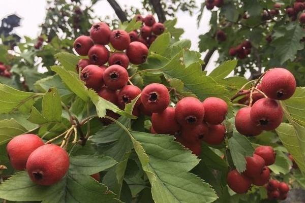 2018种山楂赚钱吗？山楂种植的利润与投资成本及前景预测