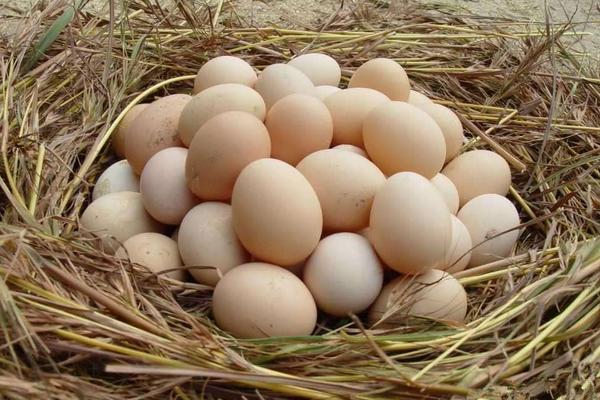 柴鸡蛋市场价格多少钱一斤 柴鸡蛋的功效作用