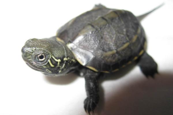 中华草龟市场价格多少钱一只 中华草龟吃什么