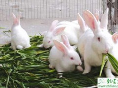 养兔胃肠炎的防治措施
