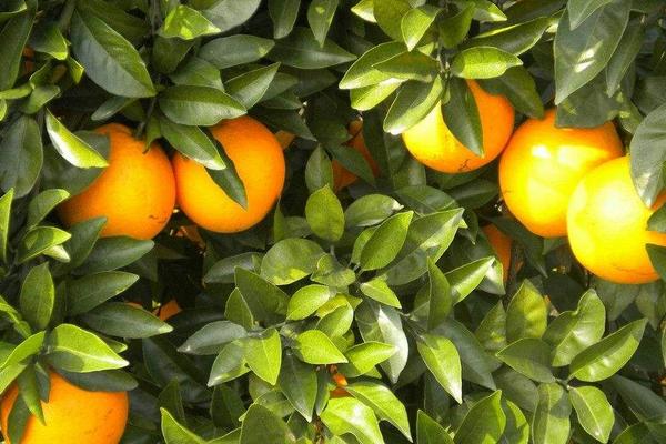 2018种脐橙赚钱吗？脐橙种植的利润与投资成本及前景预测