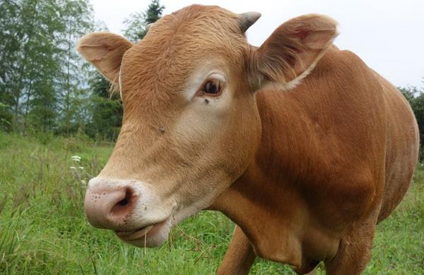 黄牛苗市场价格多少钱一头 小黄牛养殖技术