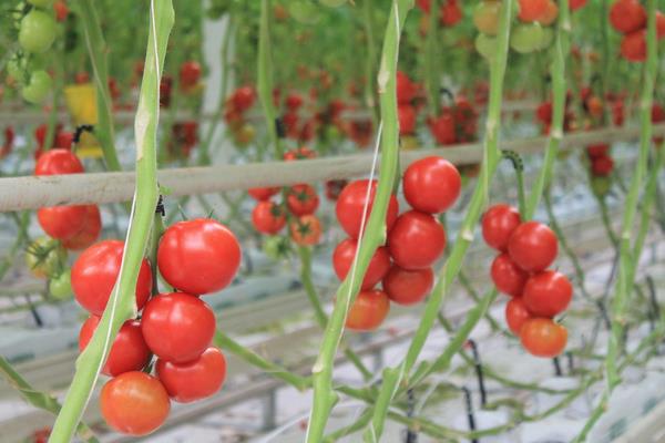 日光温室越冬茬番茄嫁接高产栽培技术