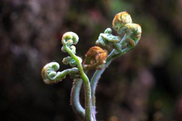 马蕨菜功效与作用及禁忌 马蕨菜的做法大全