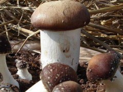 种大球盖菇前景如何,种大球盖菇效益好吗