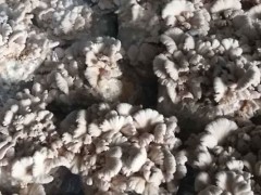 白参菌什么时候种,白参菌生长畸形的原因
