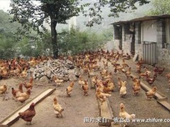 散养土鸡的鸡舍建造方案