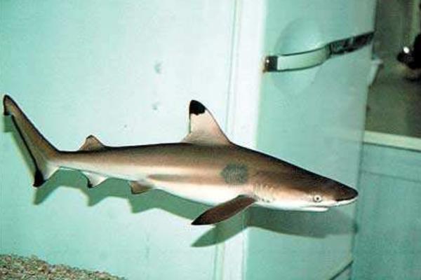 宠物鲨鱼市场价格多少钱一只 宠物鲨鱼品种大全