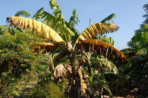 香蕉枯萎病的症状及防治方法 香蕉的栽培技术