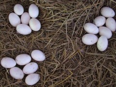 大雁蛋市场价格多少钱一个,大雁蛋怎么吃