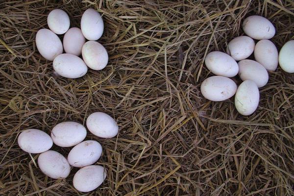 大雁蛋市场价格多少钱一个 大雁蛋怎么吃