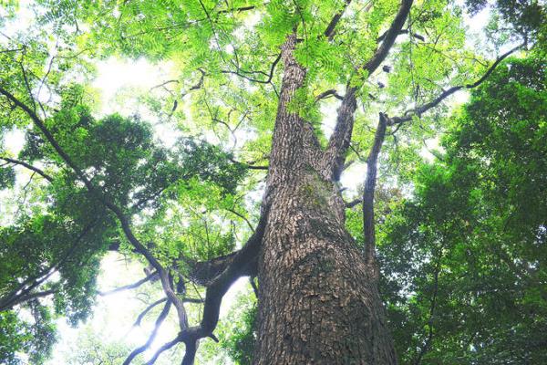 10年黄柏树多少钱一棵 黄柏树几年有收益