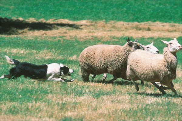 边境牧羊犬训练方法