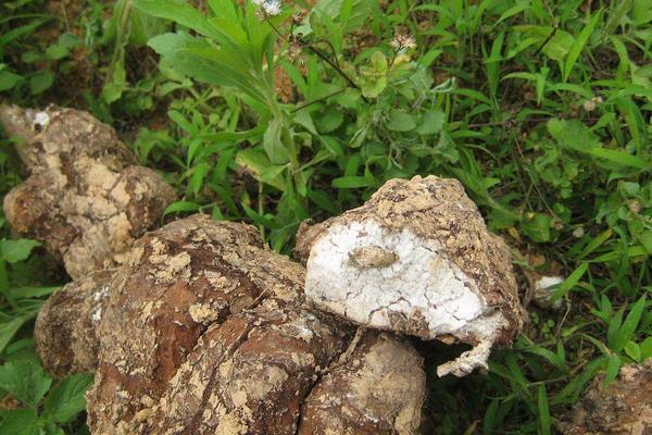 2018种茯苓赚钱吗？茯苓种植的利润与投资成本及前景预测