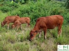黄牛生产催肥两法