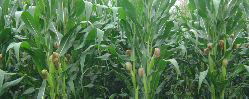 粘玉米种植时间