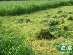 什么样的牧区最适合种牧草,选择什么样的牧草最