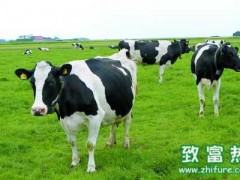 养殖奶牛不孕怎么办?有哪些因素影响?