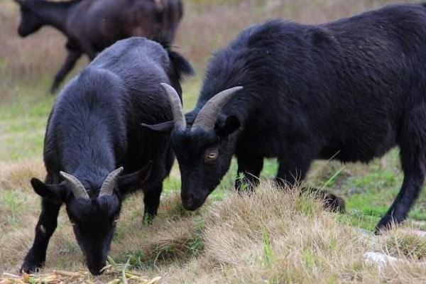黑山羊羊苗市场价格多少钱一只 黑山羊有哪些品种