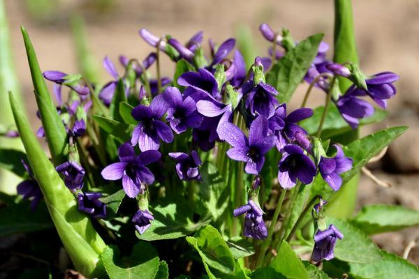 紫花地丁种子怎么种 紫花地丁种植方法与注意事项