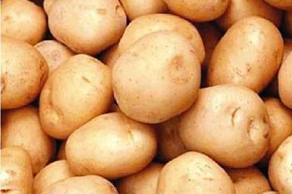土豆种植最佳时间 什么时间种土豆