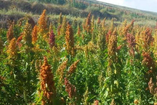 藜麦种植条件（对土地的要求） 中国适合藜麦种植地方有哪些