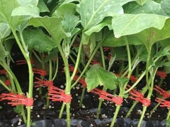 育茄子苗的方法,前期催芽是关键,后期管理需合理