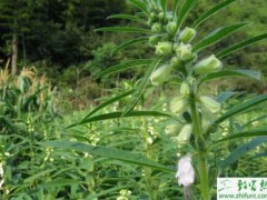 种黑芝麻青枯病的防治