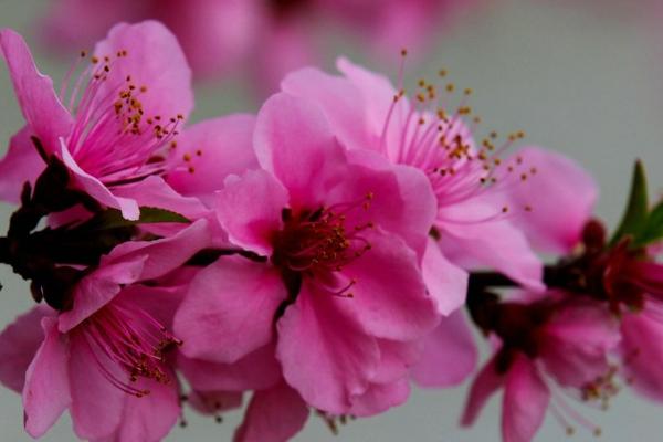 桃花怎么种 桃花种植方法与注意事项