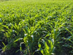 玉米一亩地用多少化肥,玉米施什么肥最好