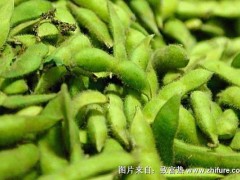 2018种毛豆赚钱吗?毛豆种植的利润与投资成本及前