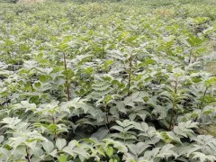吴茱萸亩产量是多少,吴茱萸种植效益好吗