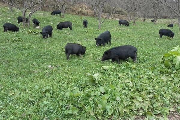 藏香猪养殖前景 为什么藏香猪有价无市