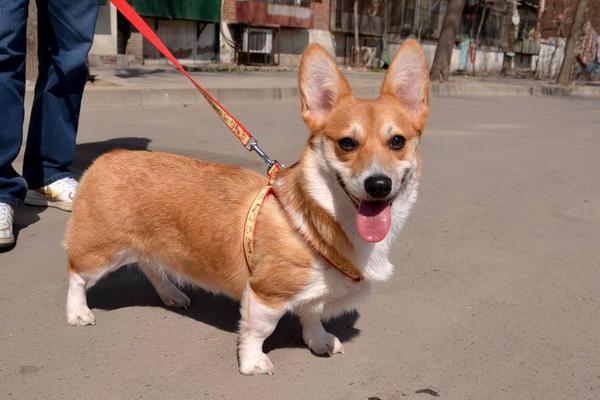 柯基犬好养吗 柯基犬怎么训练