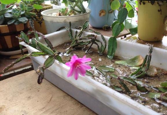落花之舞图片大全(含开花) 落花之舞特点与简介