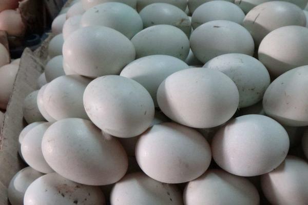 海鸭蛋市场价格多少钱一斤 海鸭蛋怎么吃