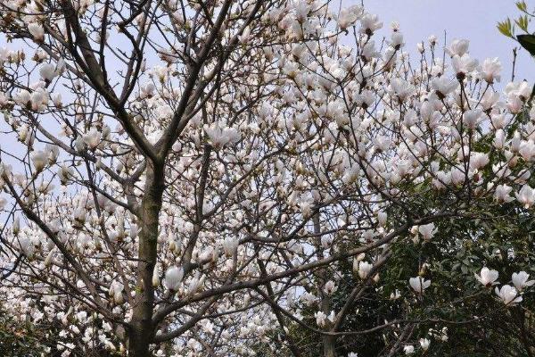 玉兰花图片大全 玉兰花花语及寓意