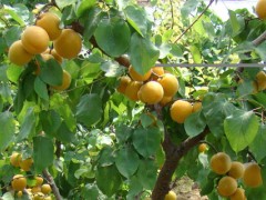 杏树盆栽方法,勤修剪提高萌芽率促成花的开放