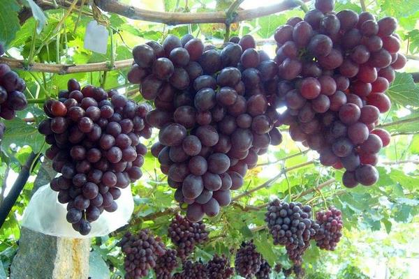 夏黑无核葡萄市场价格多少钱一斤 孕妇可以吃夏黑葡萄吗