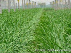 2018种韭菜赚钱吗?韭菜种植的利润与投资成本及前