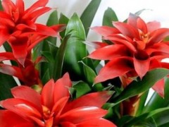 红运当头花怎么养,红运当头养殖方法与注意事项