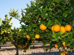 橘子树苗市场价格多少钱一棵,橘子树的种植要求